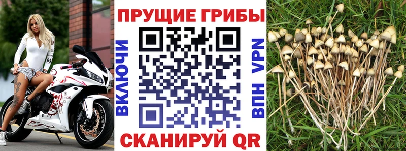 Псилоцибиновые грибы GOLDEN TEACHER Пятигорск